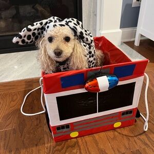 Dalmatian Halloween costume for 15 pound dog